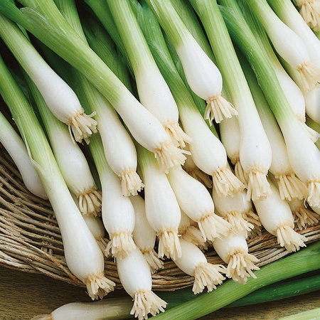 Cebula Siedmiolatka 'Tonda Musona' – Zimowa – Kiepenkerl
