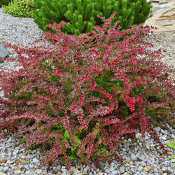 Berberys Thunberga 'Golden Ring' – sadzonka w doniczce C2 – Botana