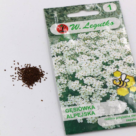 Gęsiówka Alpejska – Biała – Legutko