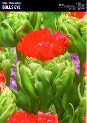 Tulipan 'Bull's Eye' – 10 szt.