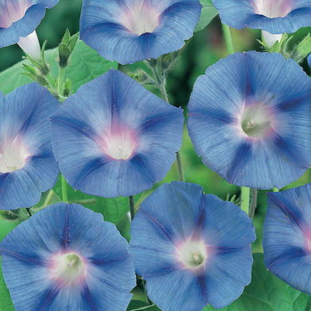 Wilec 'Blue Star' – Kiepenkerl