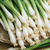 Cebula Siedmiolatka 'Tonda Musona' – Zimowa – Kiepenkerl