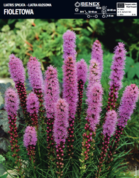 Liatra Fioletowa - 10 szt.