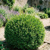 Bukszpan zwyczajny (Buxus sempervirens) – sadzonka w doniczce P9 – Botana