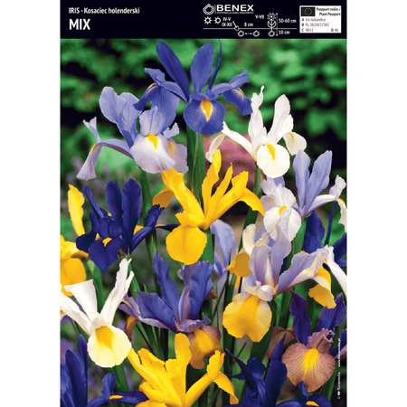 Kosaciec Holenderski mix 10 szt.