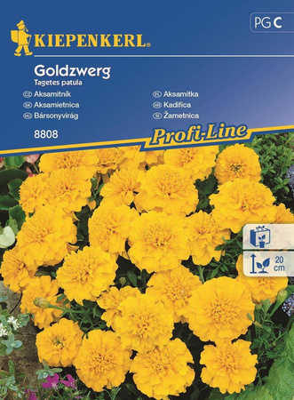 Aksamitka 'Goldzwerg' – Żółta – Kiepenkerl