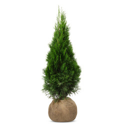Pakiet Tuja Szmaragd 100-110 cm – 40 szt.