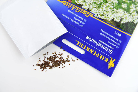 Gęsiówka Kaukaska 'Schneehaube' – Biała – Kiepenkerl