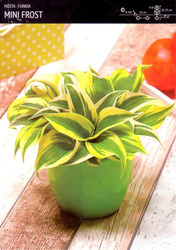 Funkia Hosta 'Mini Frost' – 1 szt.