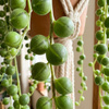 Starzec zwisający (Senecio rowleyanus) – rozmiar sadzonki M