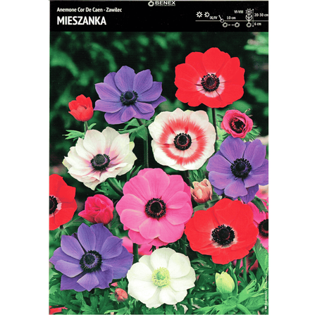 Zawilec De Caen mix 10 szt.