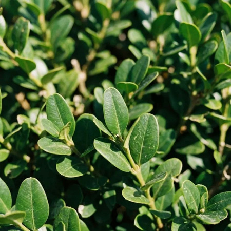 Bukszpan zwyczajny (Buxus sempervirens) – sadzonka w doniczce P9 – Botana