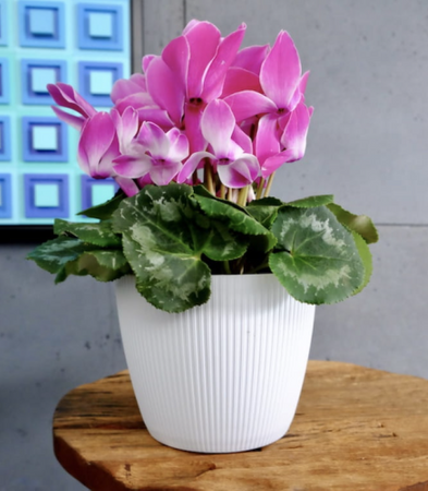 Osłonka Doniczka Ø300 mm Magnolia Eco Wood Jumper – Szara – Ø300 mm Lamela