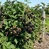 Jeżyna bezkolcowa Black Satin (Rubus Fruticosus Black Satin) – sadzonka w doniczce C2 – Botana