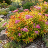 Tawuła Japońska Magic Carpet (Spiraea Japonica Magic Carpet) – sadzonka w doniczce C1,5 – Botana