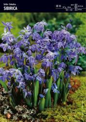 Scilla – Cebulica Sibirica – 30 szt.