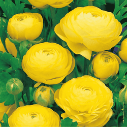 Jaskier żółty 5 szt.