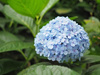 Hortensja Ogrodowa 'Nikko Blue' – sadzonka w doniczce C2 – Botana