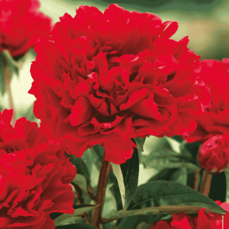 Piwonia Felix Crouse 1 szt.