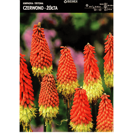 Trytoma czerwono-żółta 1 szt.