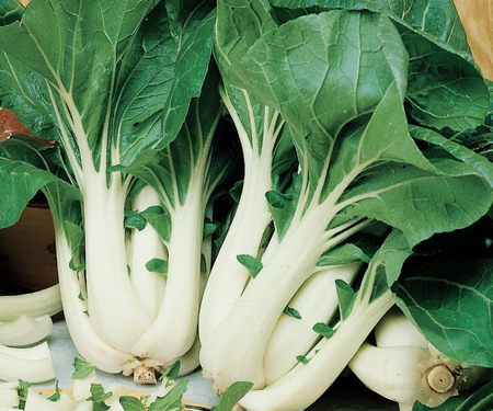 Pak Choi 'Joi Choi' F1 – Kiepenkerl