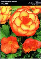 Begonia Bulwiasta 'Picotee' – Dwukolorowa – 1 szt.