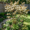 Świdośliwa Lamarcka (Amelanchier Canadensis Lamarckii) – sadzonka w doniczce C2 – Botana