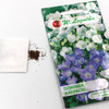 Dzwonek Karpacki – Mix Kolorów – Legutko