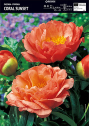 Paeonia - Piwonia Coral Sunset