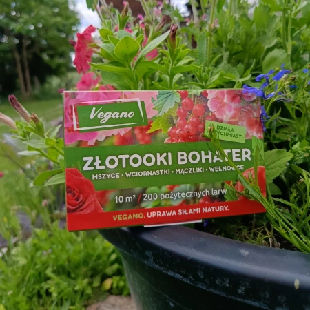 Złotooki bohater Vegano – 200 larw na mszyce, wciornastki, mączliki i wełnowce – 10 m² ochrony
