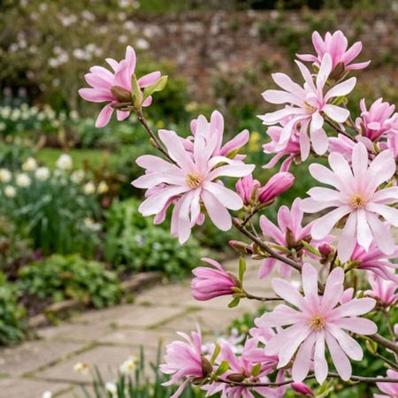 Magnolia gwieździsta Rosea (Magnolia Stellata Rosea) – sadzonka w doniczce C2 – Botana