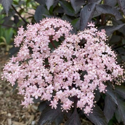 Bez Czarny Black Beauty (Sambucus Nigra Black Beauty) – sadzonka w doniczce C3 – Botana
