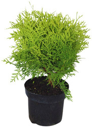 Tuja / Żywotnik Zachodni 'Danica' – Sadzonka 30-40 cm