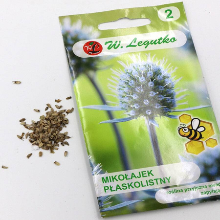Mikołajek Płaskolistny – Legutko
