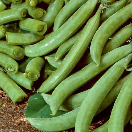 Groch Cukrowy 'Delikett' – Kiepenkerl