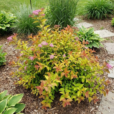 Tawuła Japońska Goldflame (Spiraea Japonica Goldflame) – sadzonka w doniczce C1,5 – Botana