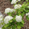 Tawuła Japońska Albiflora (Spiraea Japonica Albiflora) – sadzonka w doniczce C1,5 – Botana