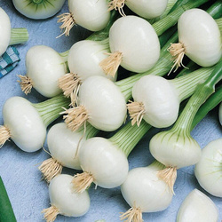 Cebula Wiosenna 'De la Reine' / 'Biała Królowa' – Kiepenkerl