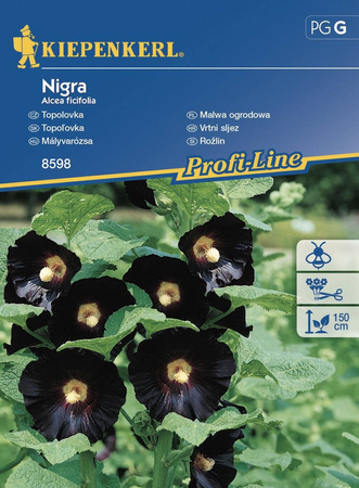 Malwa Ogrodowa 'Nigra' – Kiepenkerl