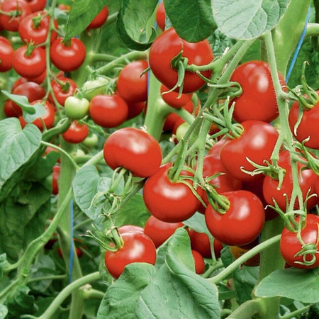 Pomidor Sałatkowy 'Matina' – Kiepenkerl