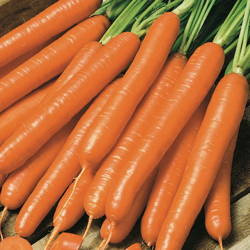 Marchew 'Nantaise 2' – Kiepenkerl