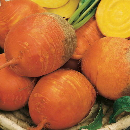 Burak Ćwikłowy 'Boldor' F1 – Kiepenkerl