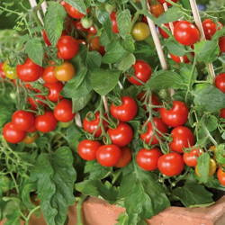 Pomidor 'Donna' F1 – Koktajlowy – Kiepenkerl