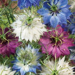 Czarnuszka Damasceńska – Mix Nasion – Kiepenkerl