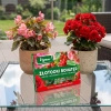 Złotooki bohater Vegano – 200 larw na mszyce, wciornastki, mączliki i wełnowce – 10 m² ochrony