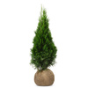 Pakiet Tuja Szmaragd 120-130 cm – 20 szt.