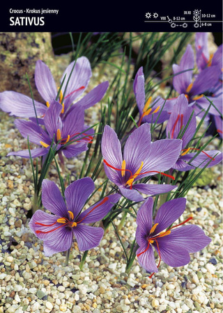 Krokus Jesienny 'Sativus' – 25 szt.