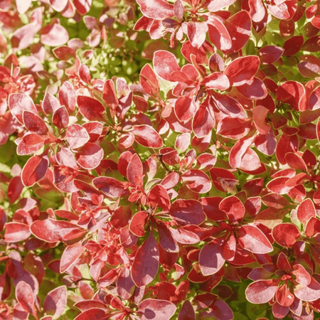 Berberys Thunberga 'Coronita' – Sadzonka 15-25 cm