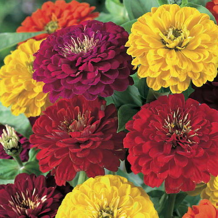 Cynia 'Espana' – Mix – Kiepenkerl