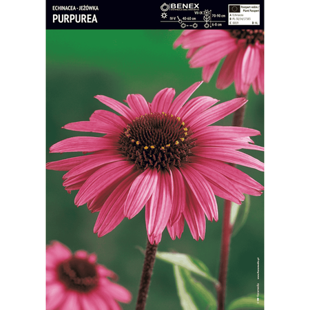 Jeżówka purpurowa 1 szt.